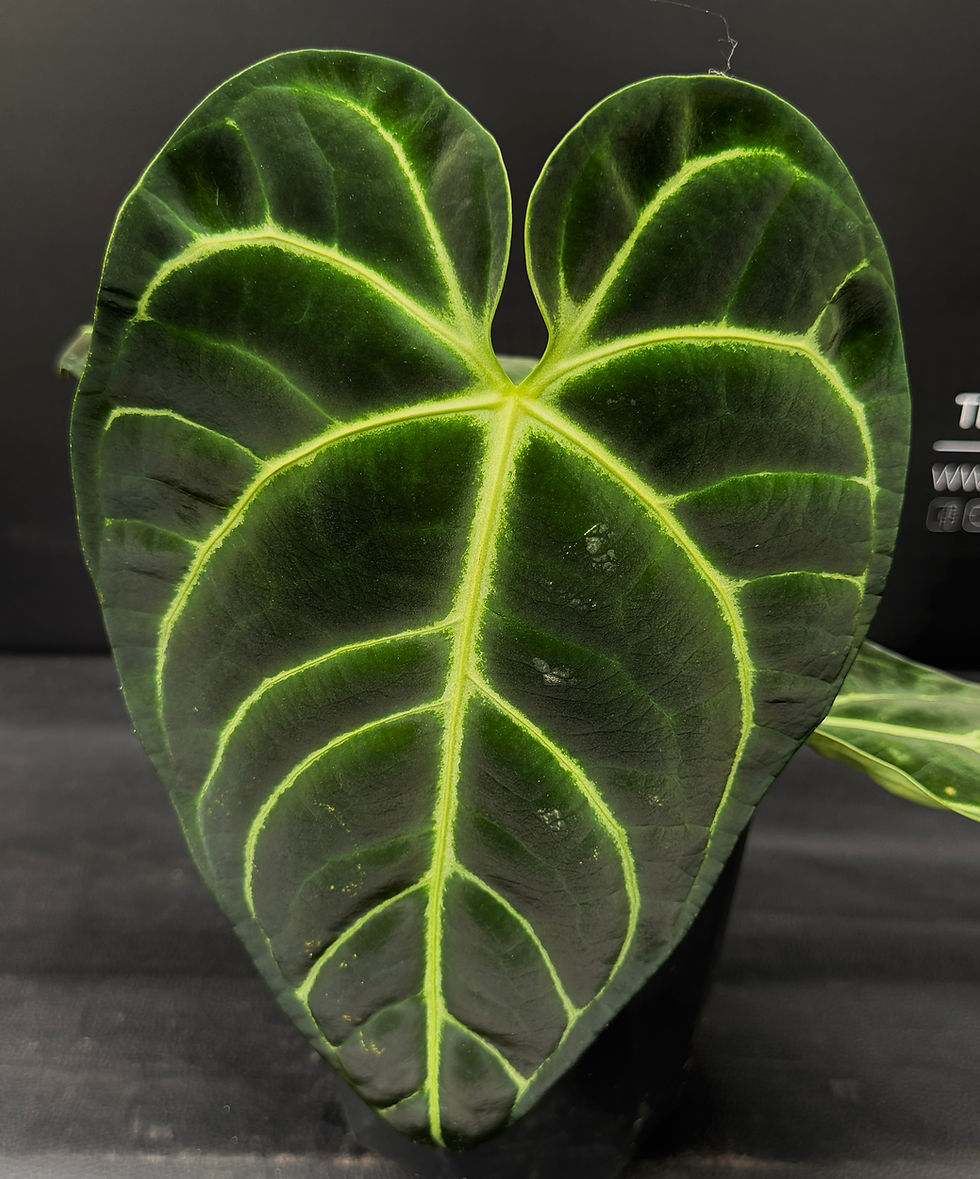 Miniatura: ANTHURIUM REGALE