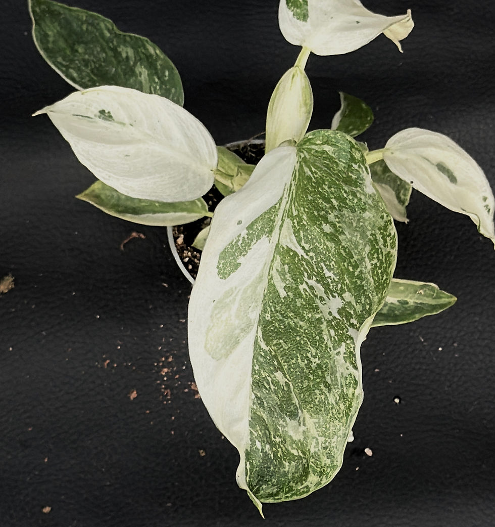 Miniatura: PHILODENDRON JOSE BUONO BABY
