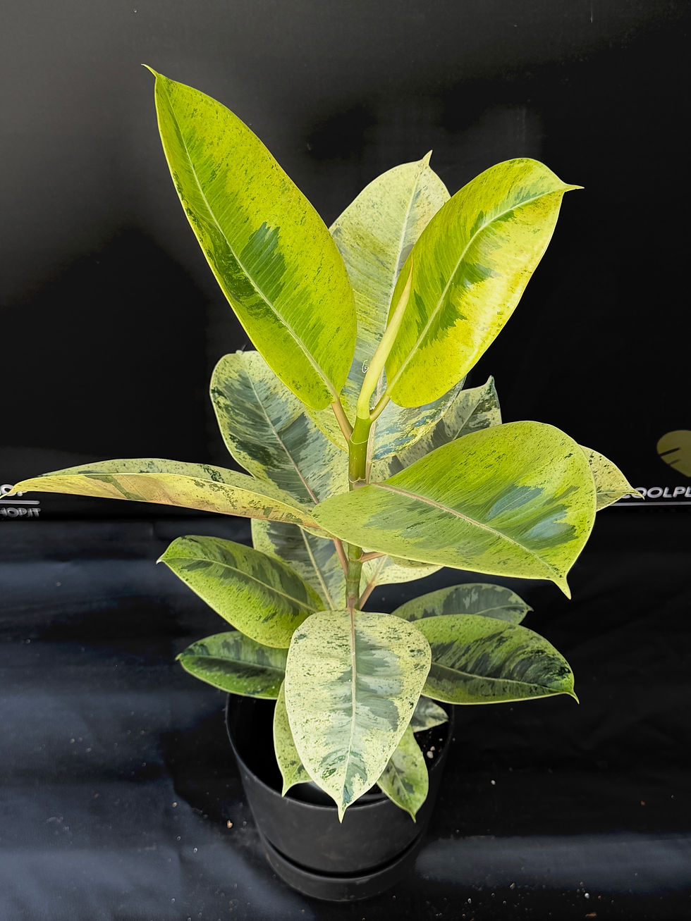 Miniatura: FICUS ELASTICA SHIVEREANA XL