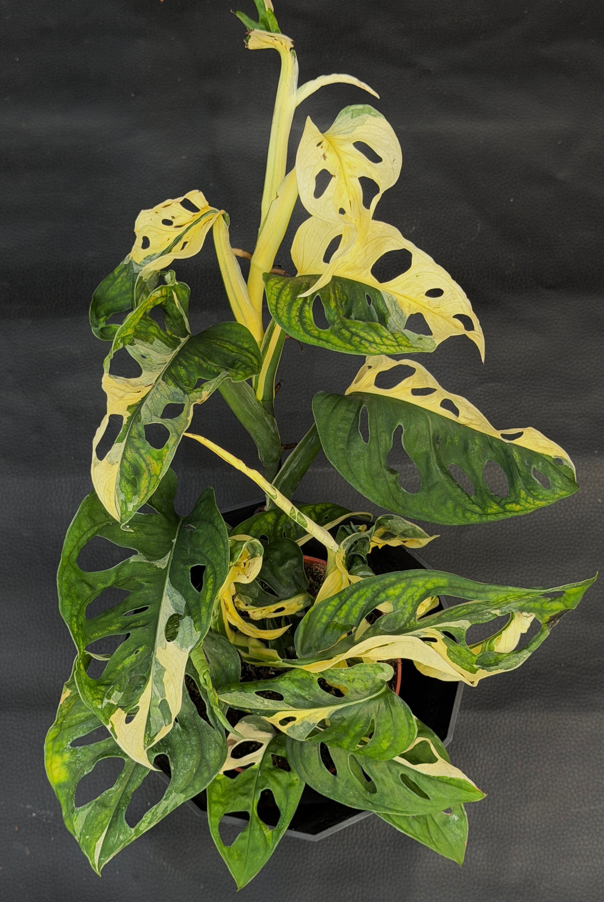 MONSTERA ADANSONII VARIEGATED P1