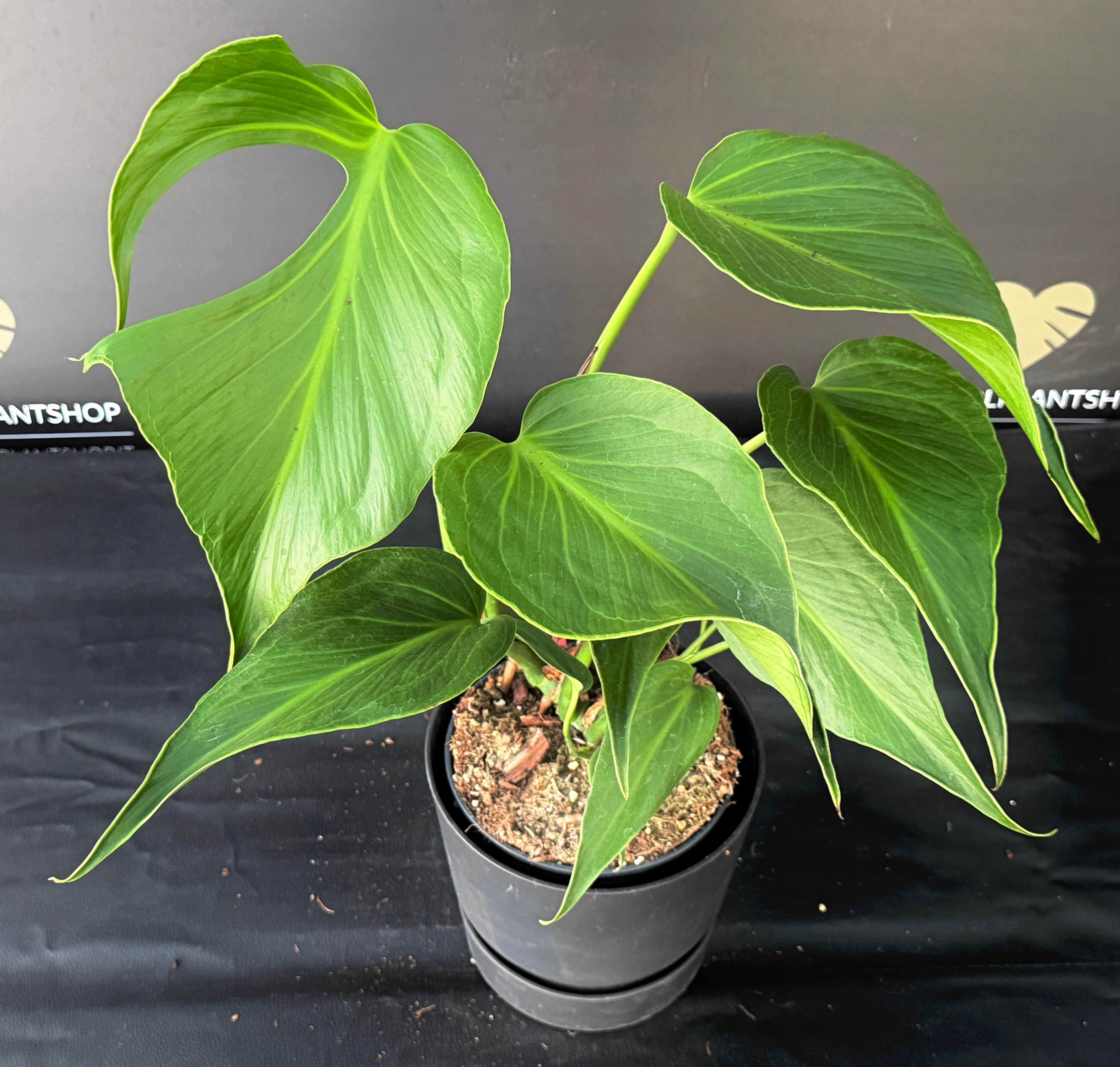 MONSTERA BURLE MARX FLAME LARGE 6