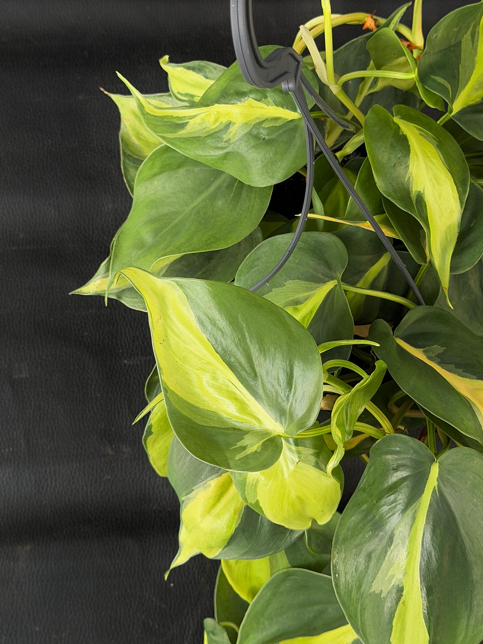 Miniature : PHILODENDRON BRASIL LARGE BASKET