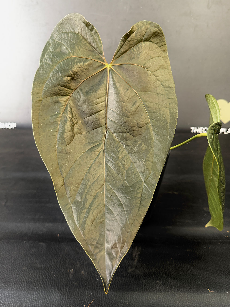 Miniatura: ANTHURIUM QUEEN OF HEARTS