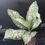 Miniatura: DIEFFENBACHIA WHITE ETNA XL1