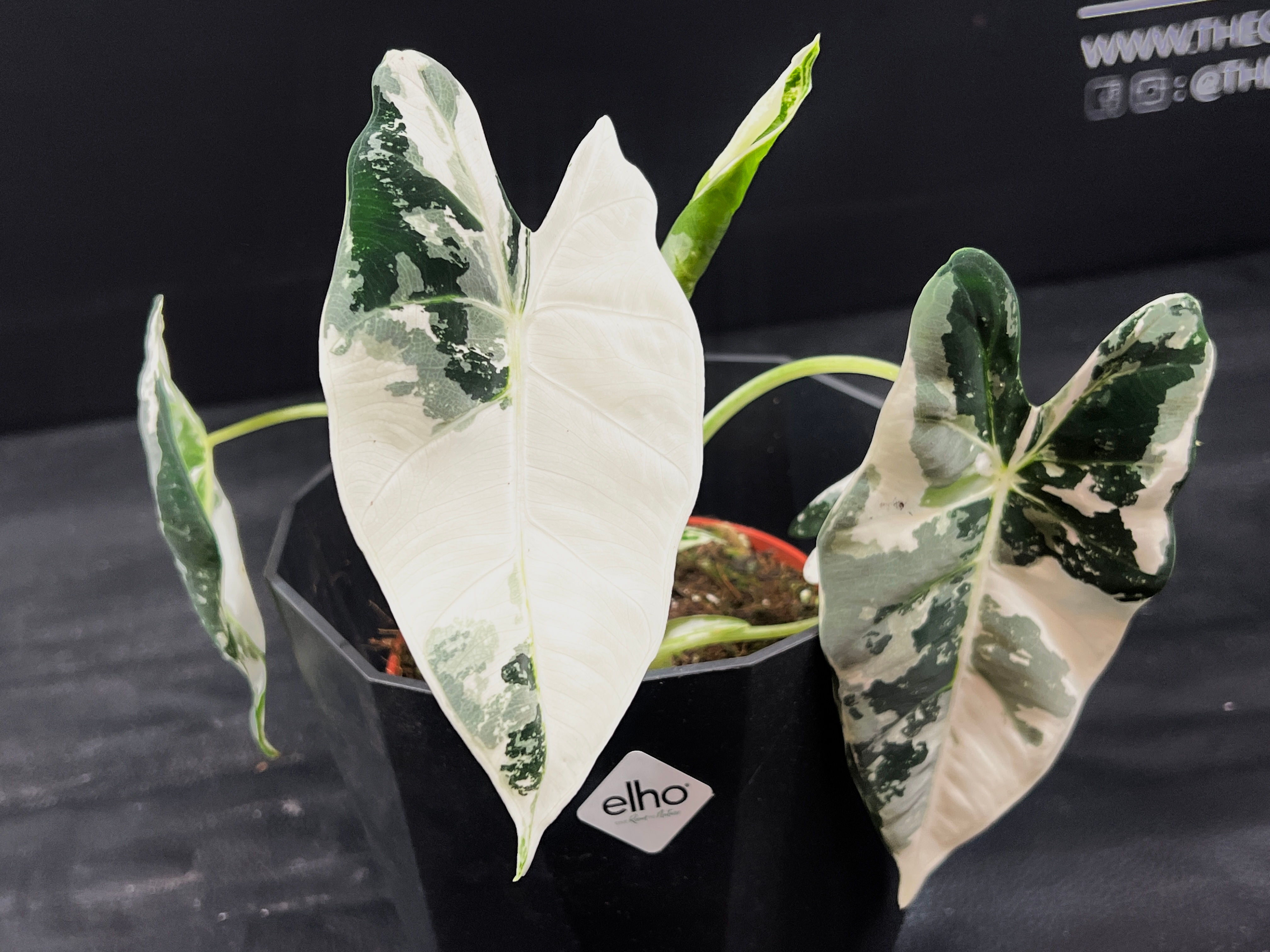 ALOCASIA FRYDEK VARIEGATED 3