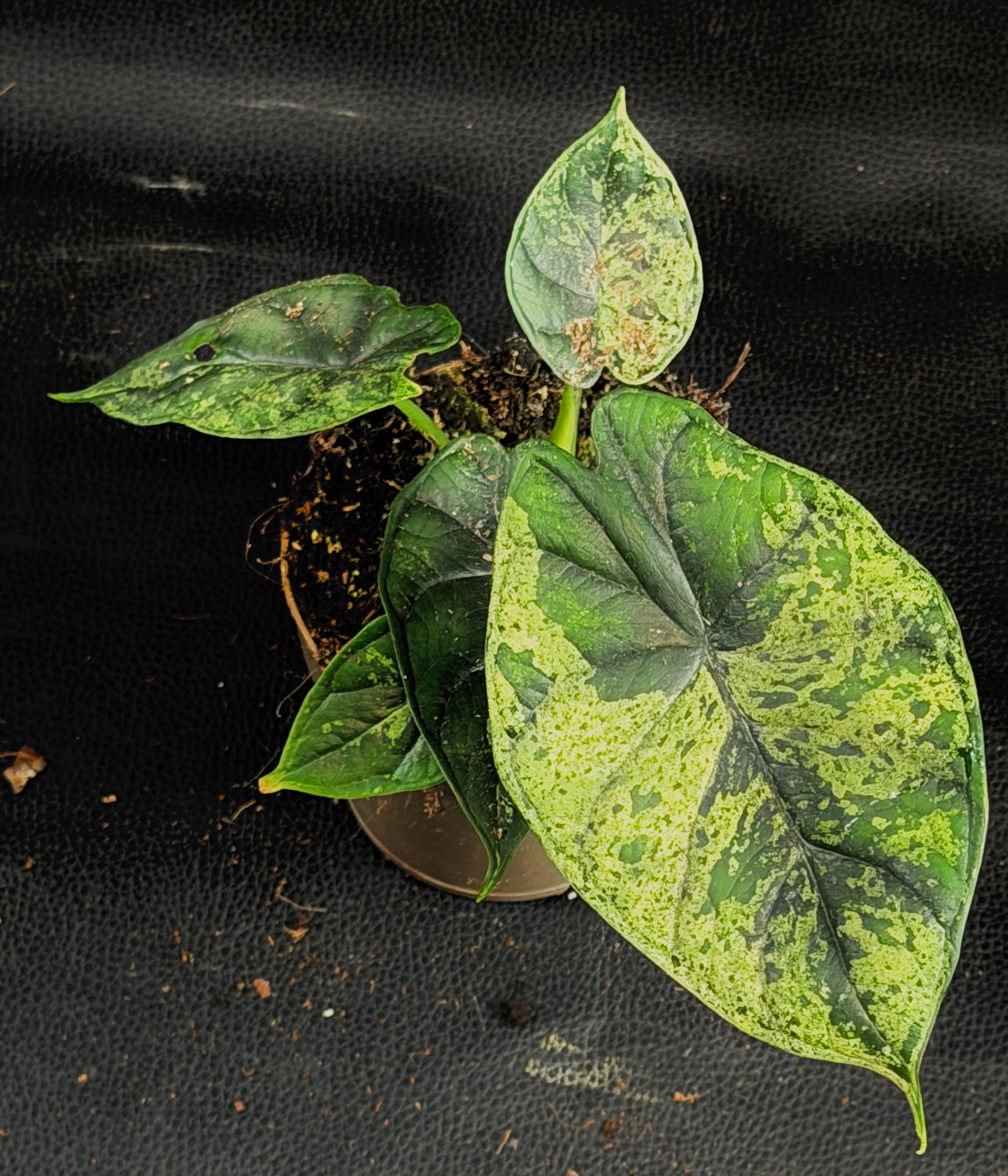 ALOCASIA DRAGON SCALE MINT 12
