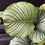 Miniatura: CALATHEA  ORBIFOLIA XL
