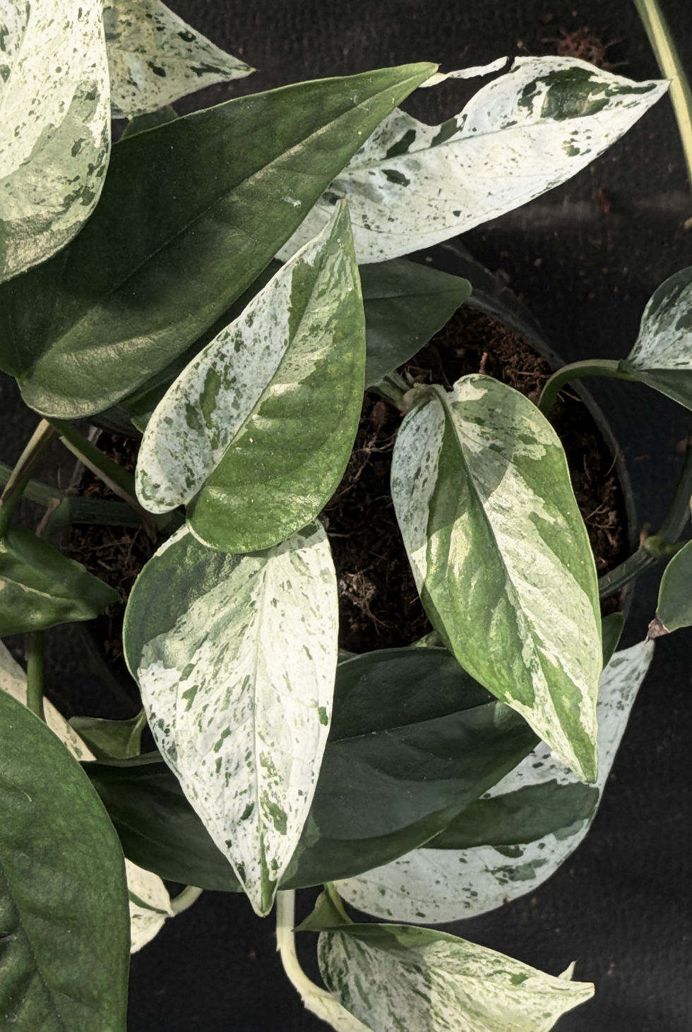 Miniaturbild: EPIPREMNUM MARBLE VARIEGATED
