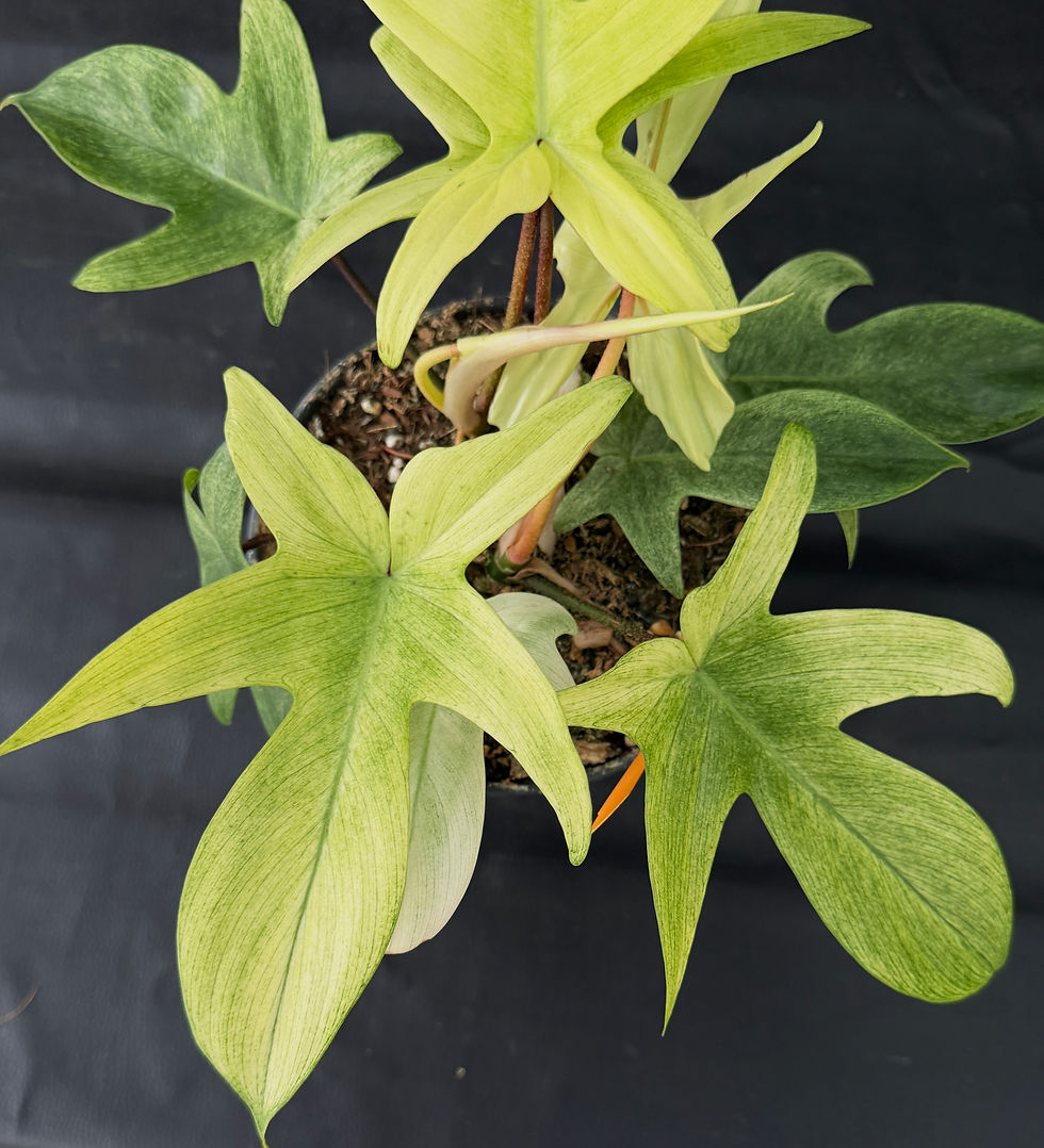 Miniaturbild: PHILODENDRON FLORIDA GHOST LARGE 5