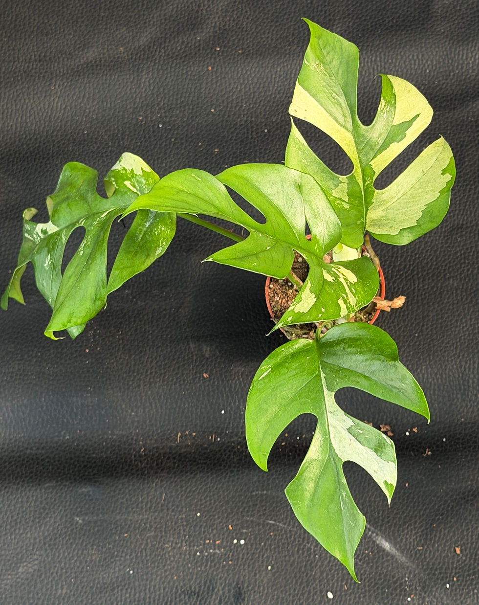 Miniatura: RHAPHIDOPHORA TETRAPERMA VARIEGATED BABY