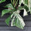 Miniatura: MONSTERA ALBO VARIEGATA SUPER WHITE GIANT F2