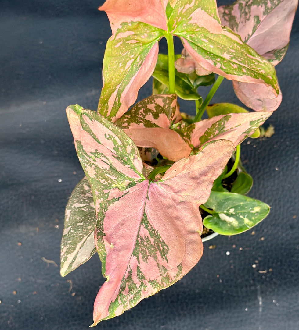 Miniatura: SYNGONIUM PINK SPLASH BABY