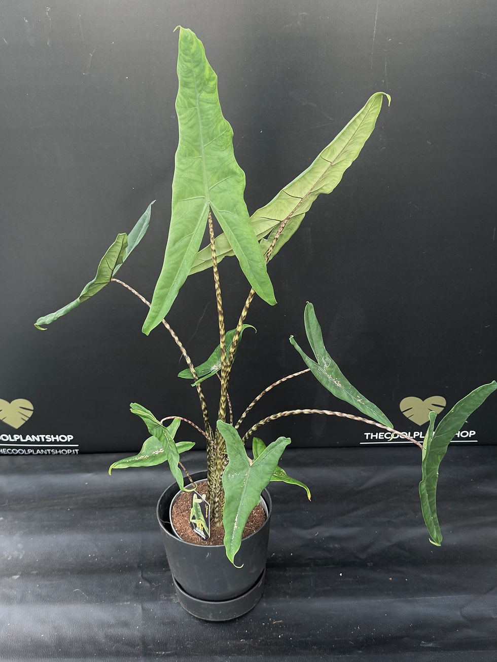 Miniatura: ALOCASIA TIGRINA SUPERBA XL