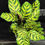 Miniatura: CALATHEA MAKOYANA LARGE