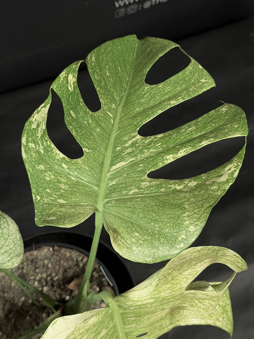 Miniatura: MONSTERA MINT XL5