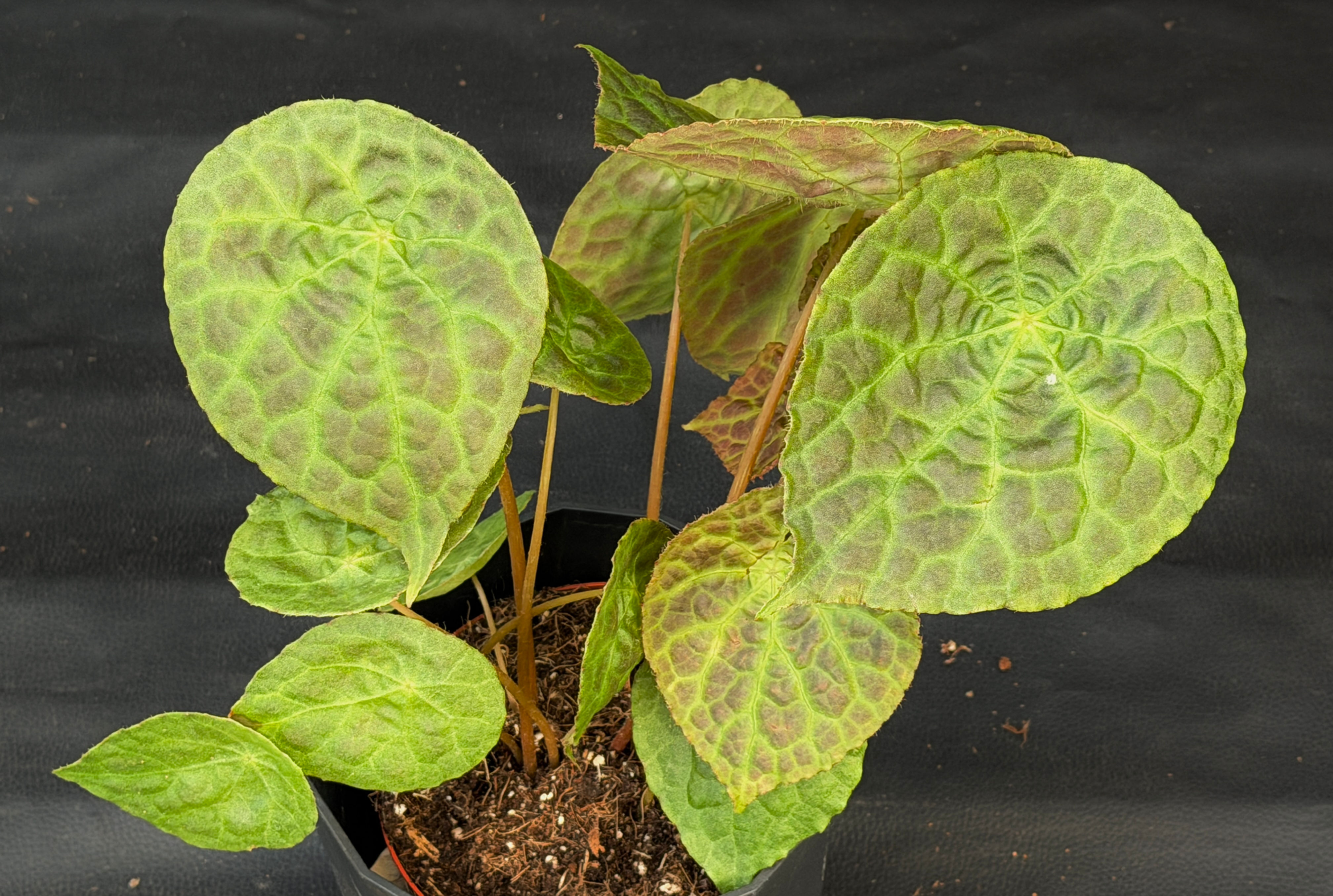 BEGONIA PHUTOENSIS LARGE