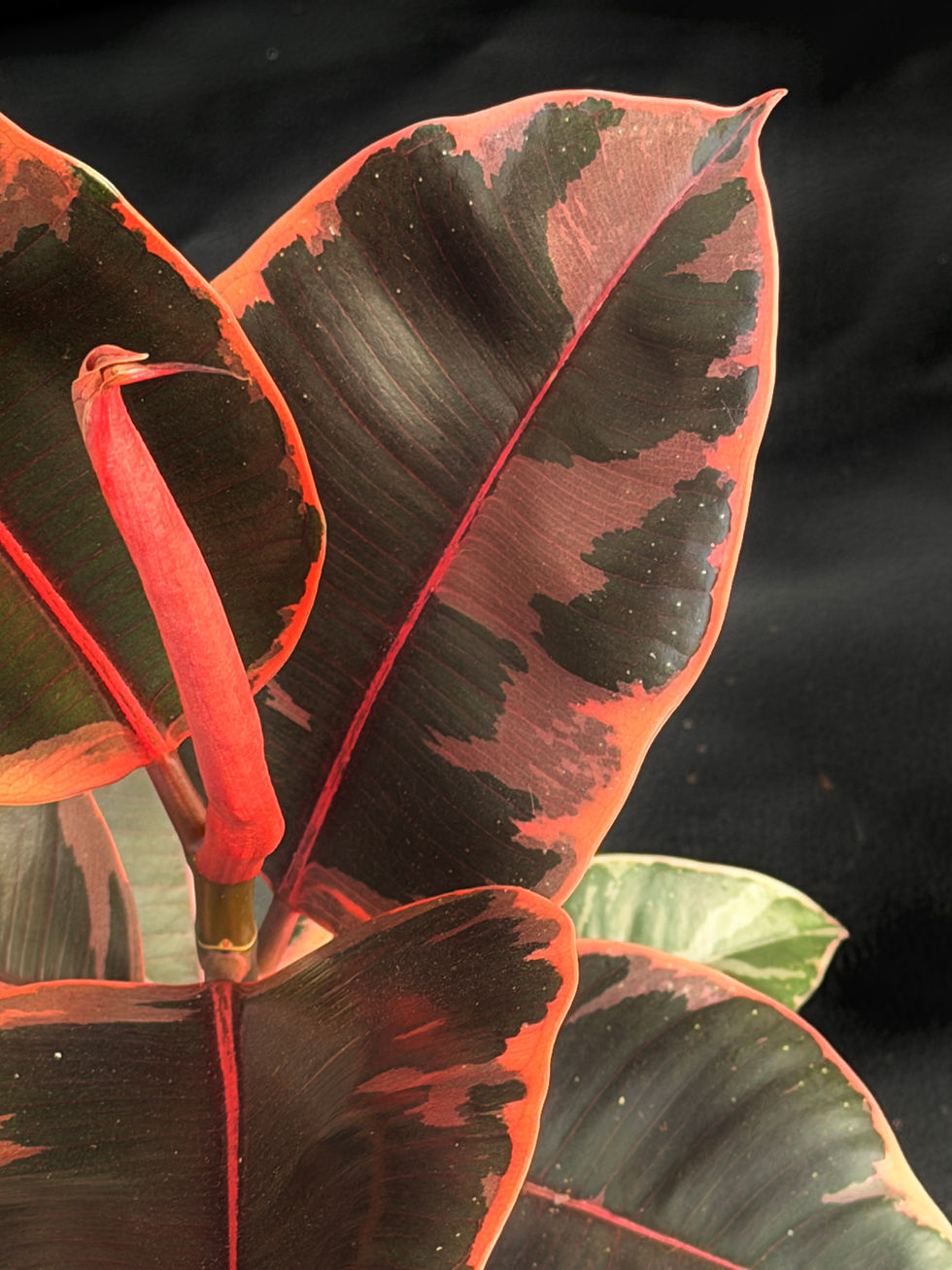 Miniatura: FICUS ELASTICA BELIZE LARGE