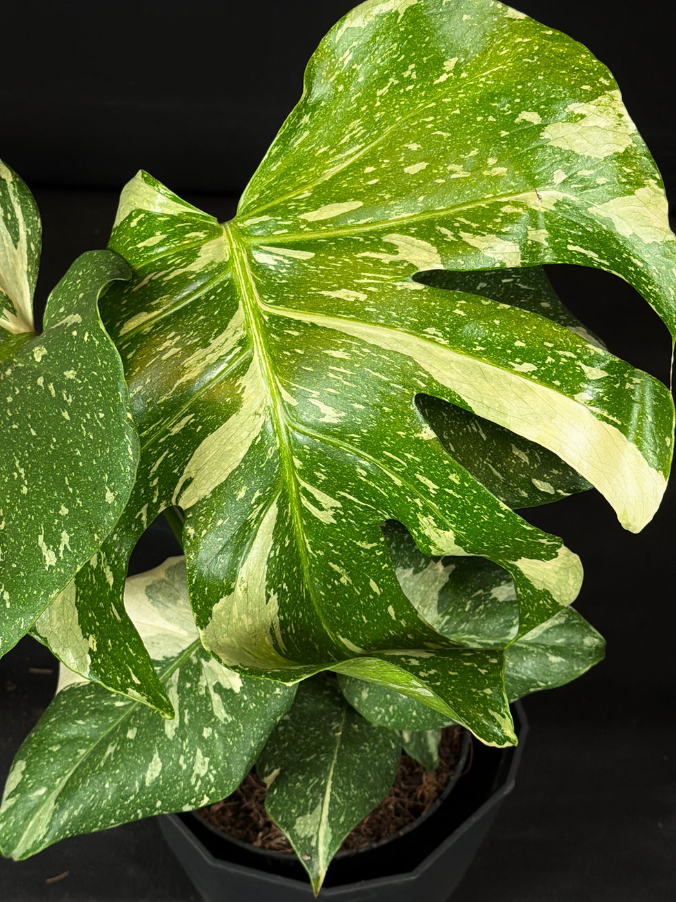 Miniatura: MONSTERA THAI CONSTELLATION 2