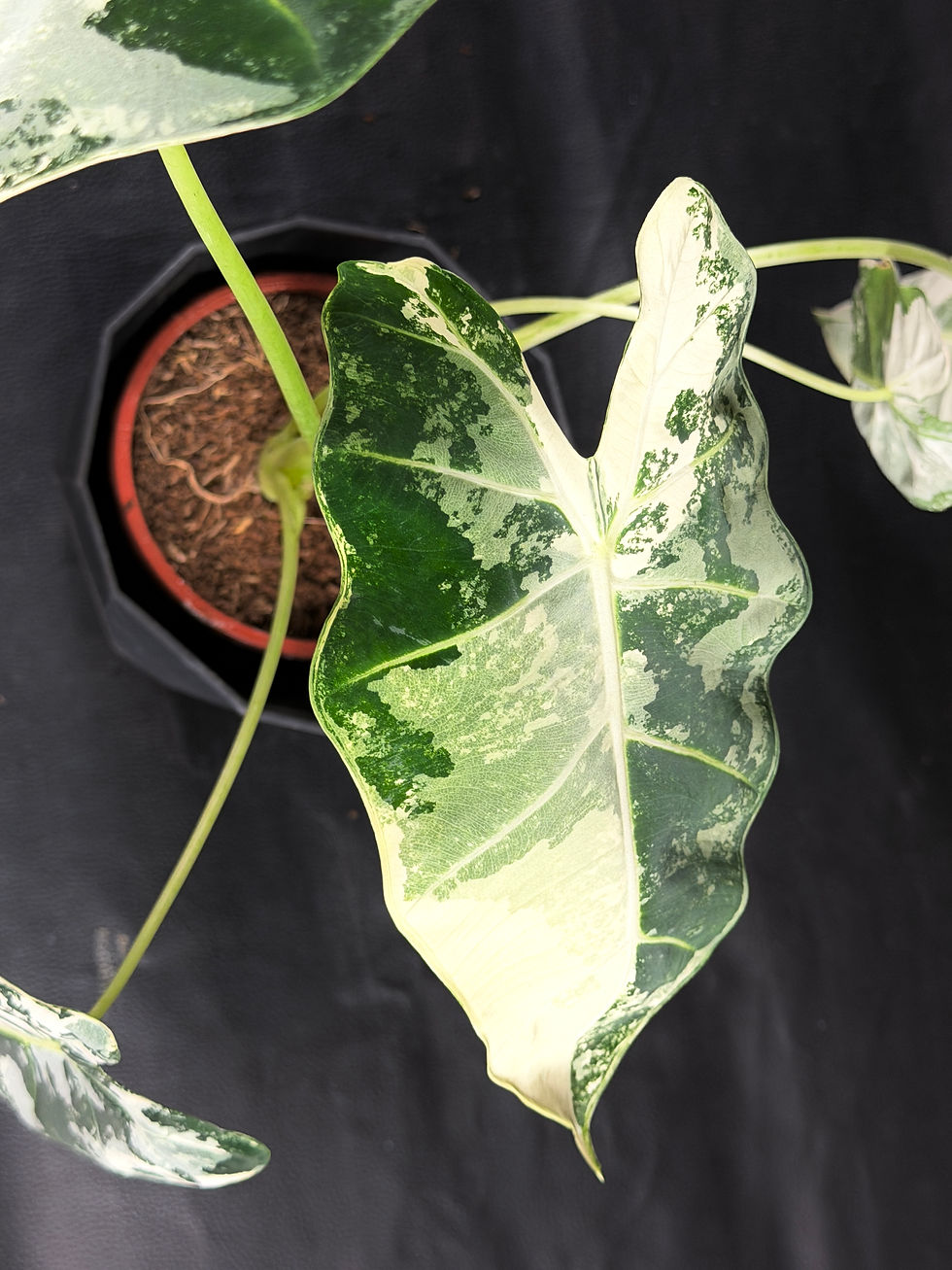 Miniatura: ALOCASIA FRYDEK VARIEGATE LARGE 3