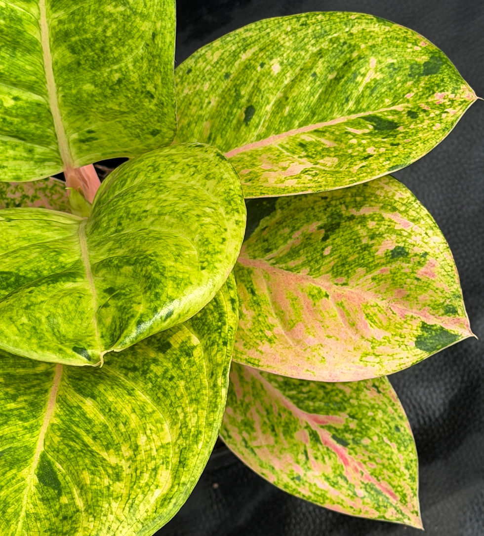 Miniatura: AGLAONEMA APPLE FANTASY
