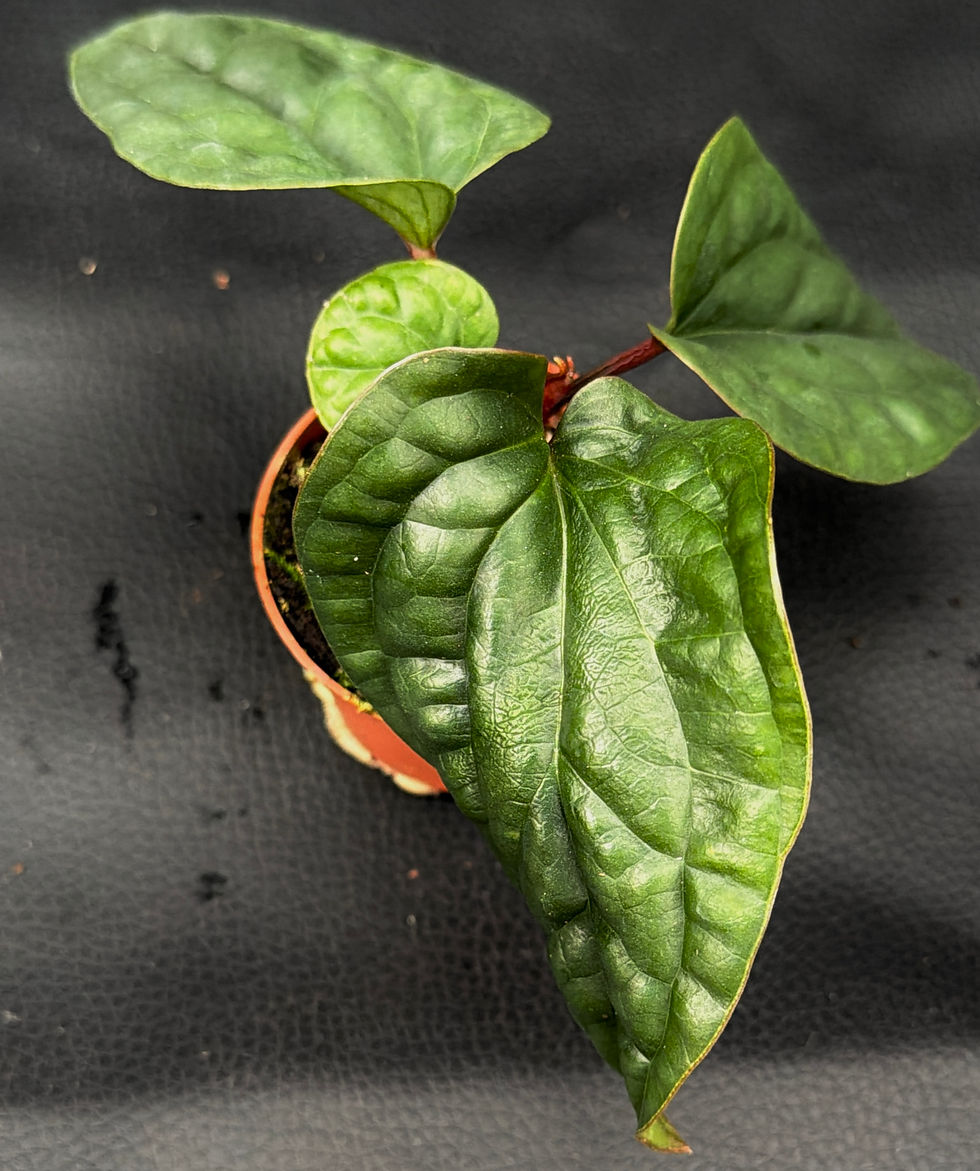 Miniatura: ANTHURIUM LUXURIANS X RADICANS  BABY