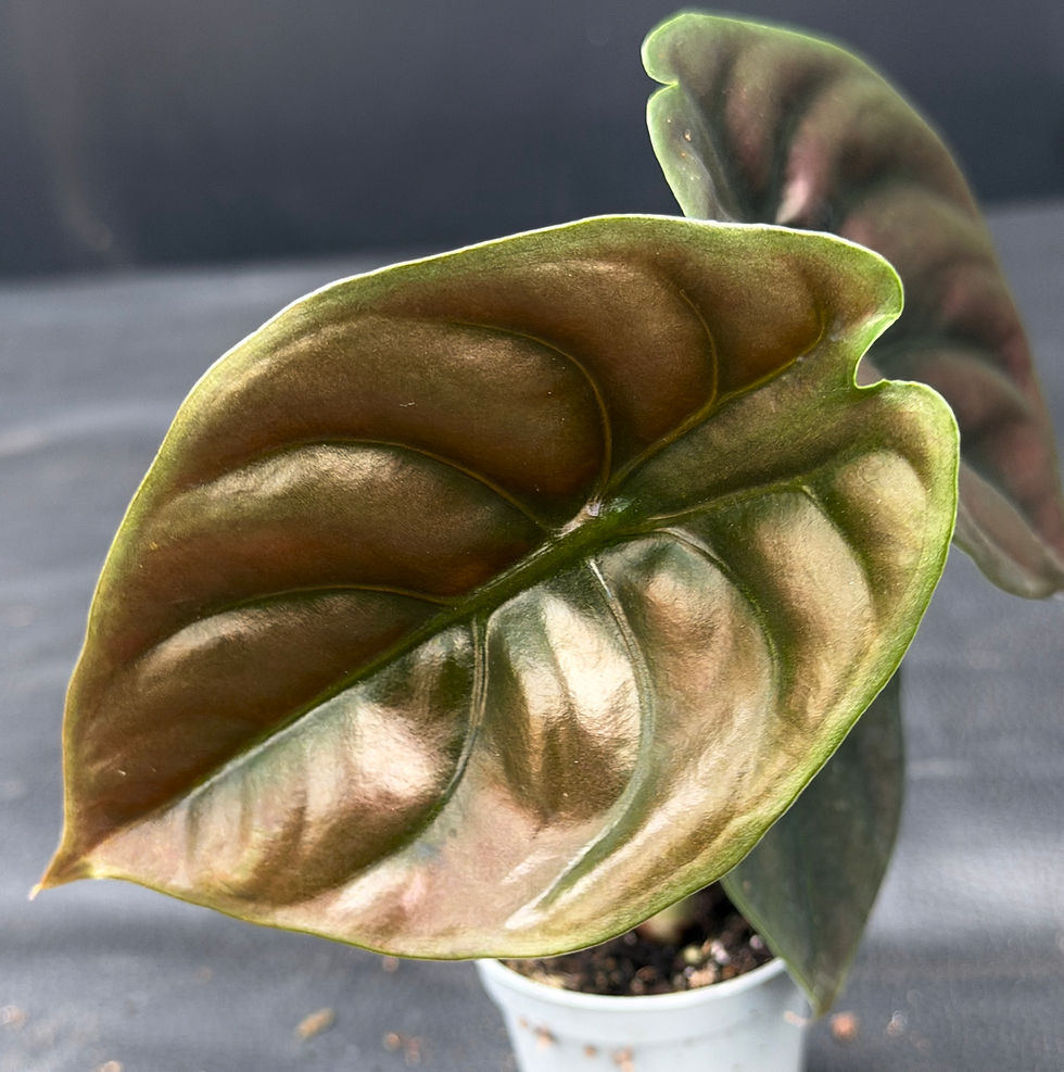 Miniature : ALOCASIA CUPREA RED SECRET BABY