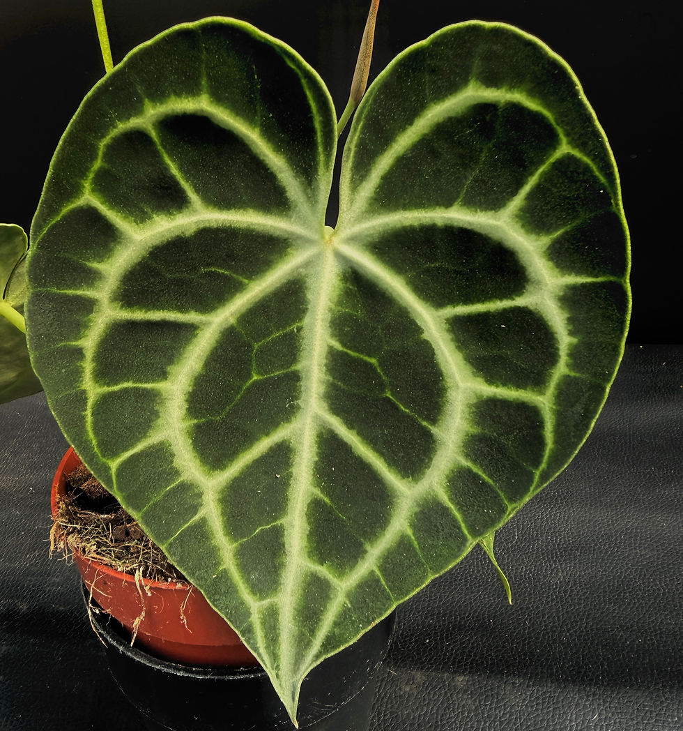 Miniatura: ANTHURIUM CLARINERVIUM
