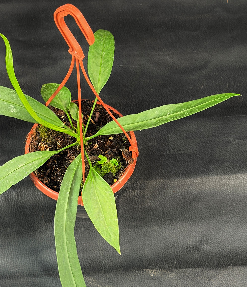 Miniatura: ANTHURIUM VITTARIFOLIUM LARGE BASKET K2
