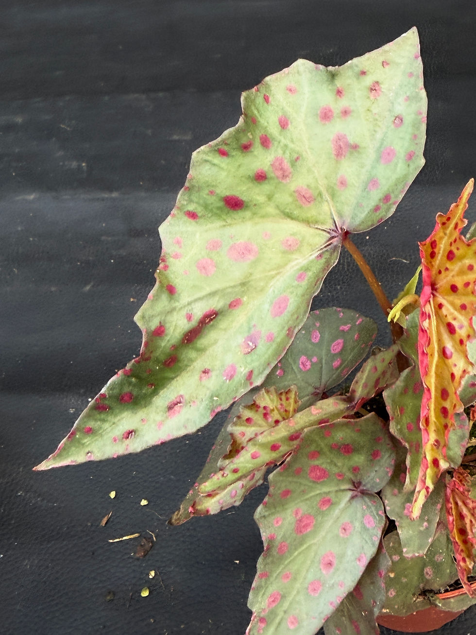 Miniatura: BEGONIA AMPHIOXUS X MALACHOSTICTA