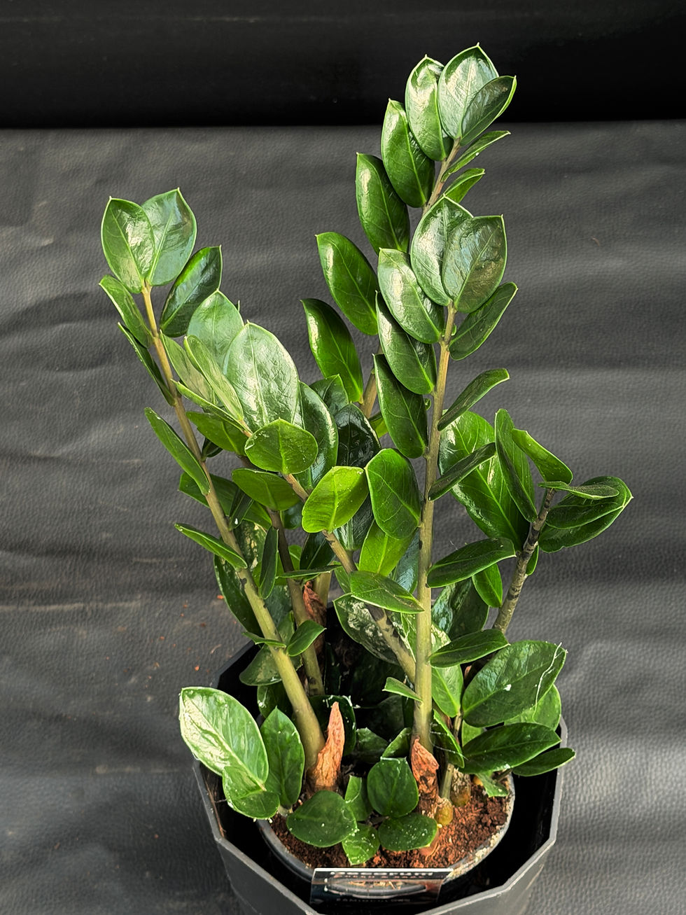 Miniatura: ZAMIOCULCAS LIMA