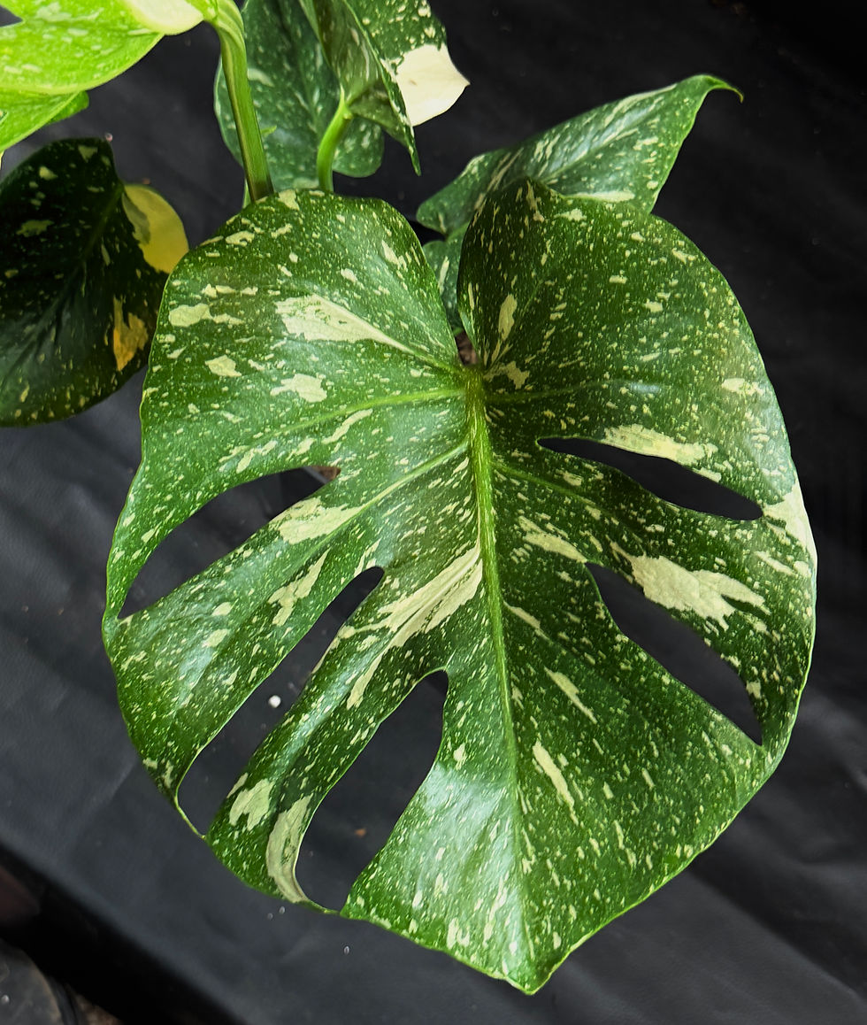 Miniatura: MONSTERA THAI CONSTELLATION 17