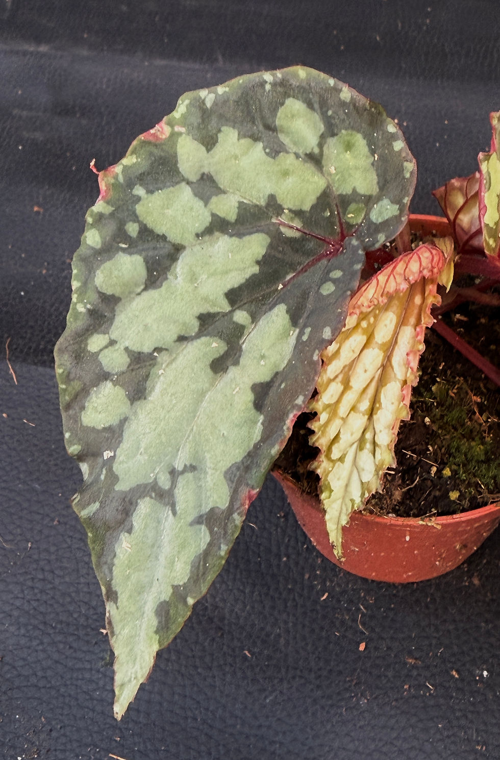 Miniature : BEGONIA LUCIFER