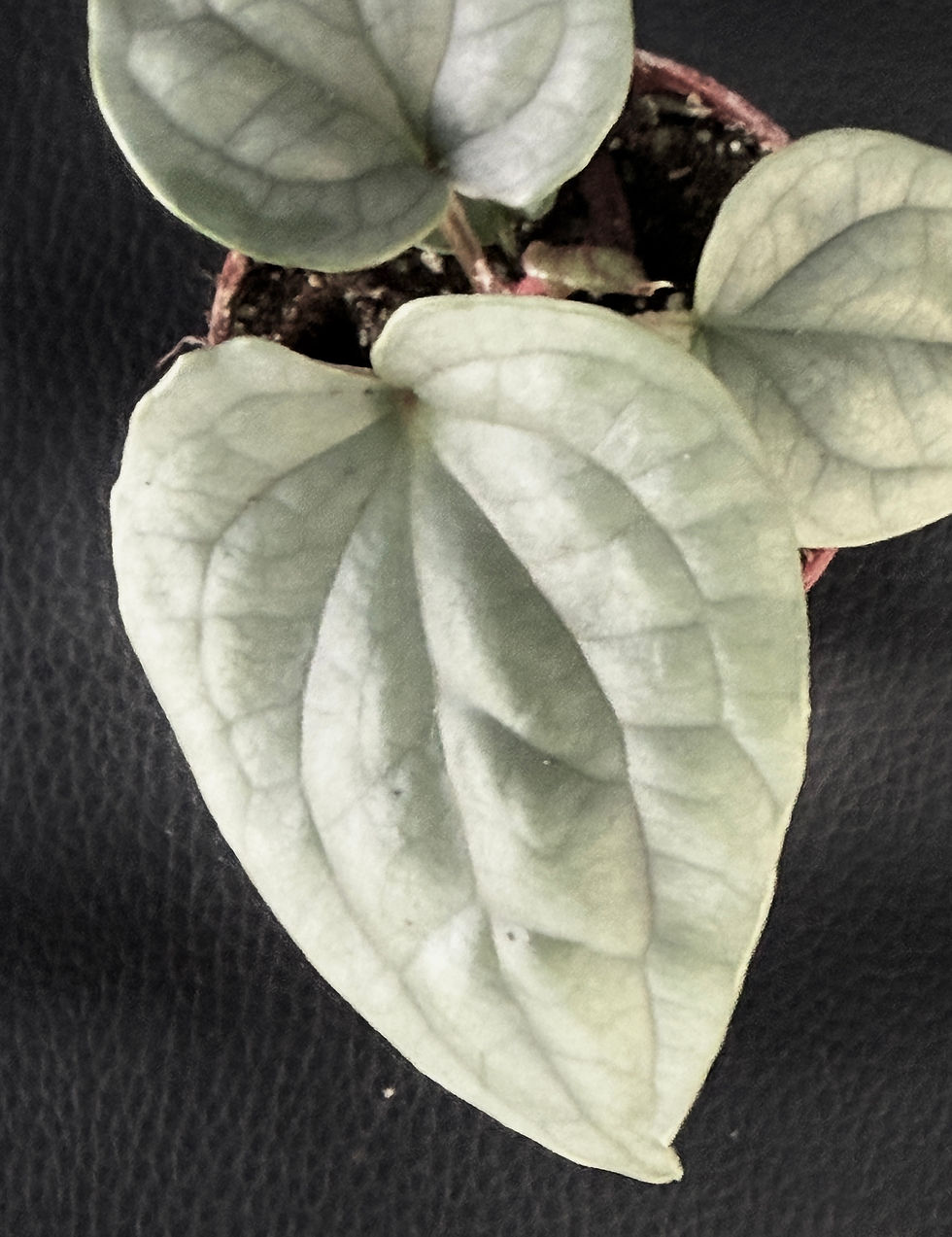 Miniatura: ANTHURIUM LUXURIANS BABY