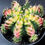 Miniatura: GYMNOCALYCIUM MIHANOVICHII VARIEGATED MULTICOLOR