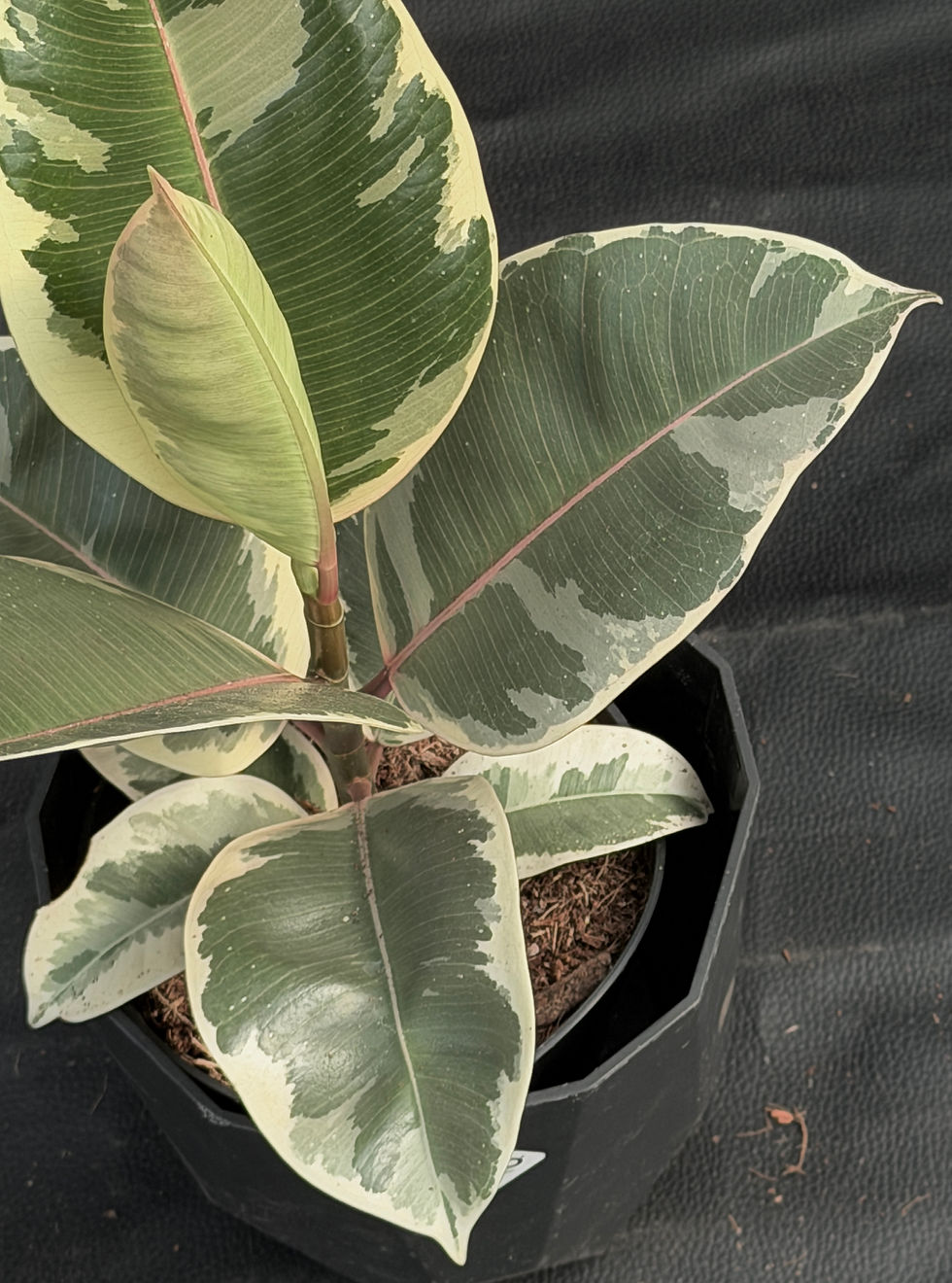 Miniatura: FICUS ELASTICA TINEKE LARGE
