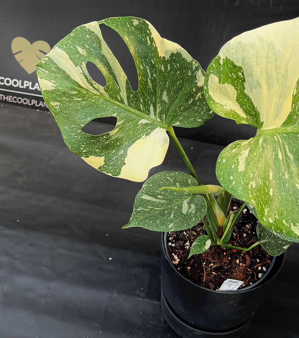 Miniatura: MONSTERA THAI CONSTELLATION XL2