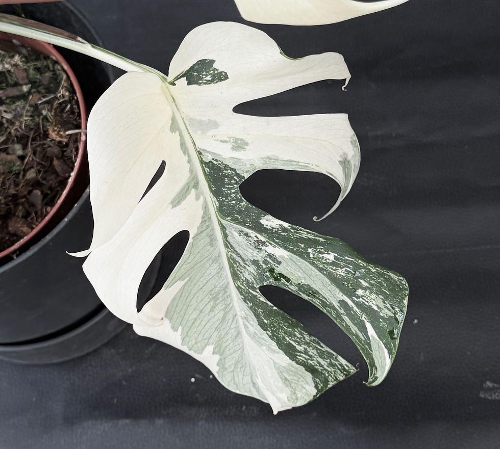 Miniatura: MONSTERA ALBO VARIEGATA SUPER WHITE LARGE 2