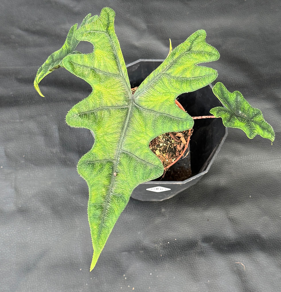Miniatura: ALOCASIA JACKLYN