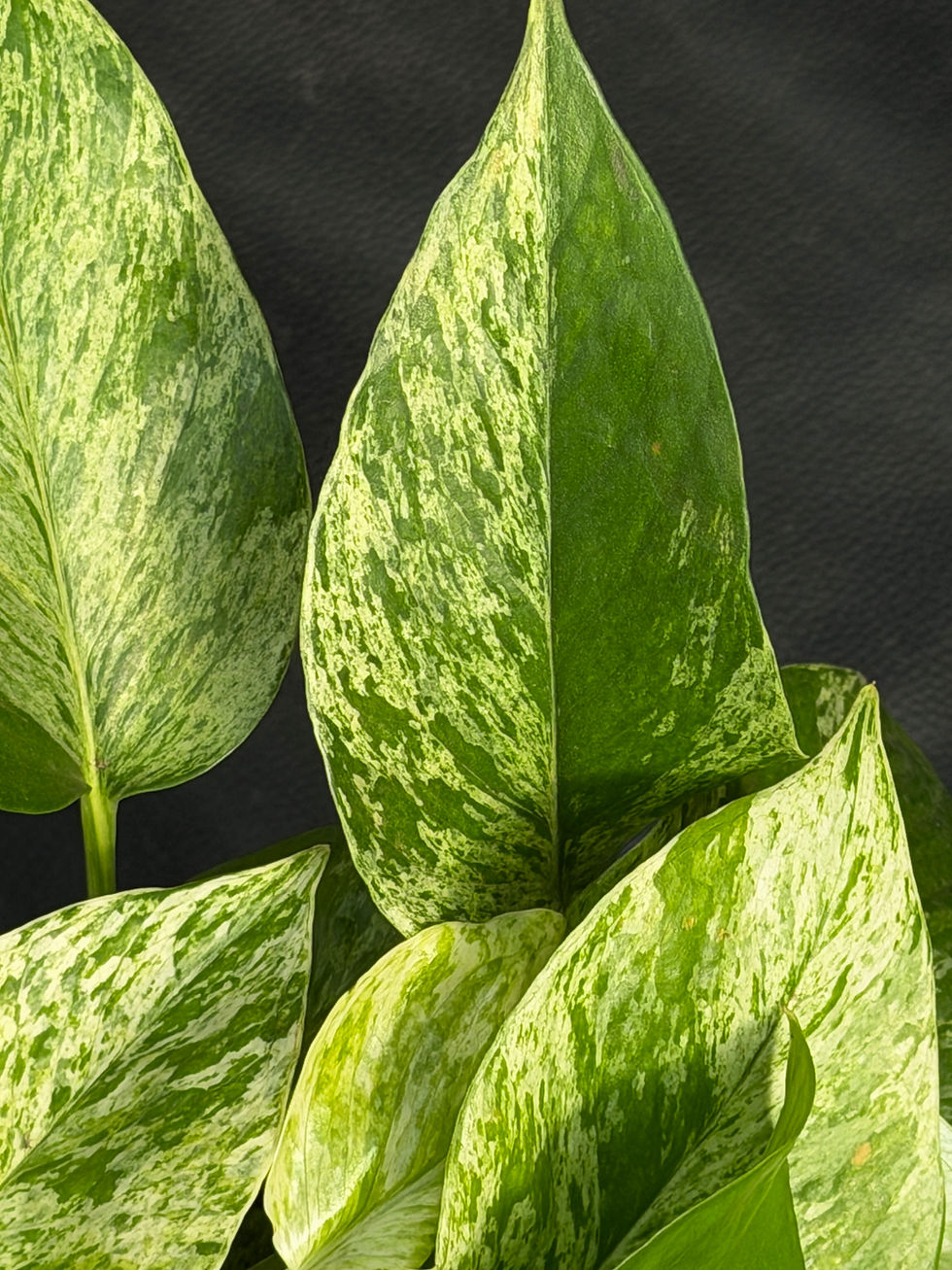 Miniatura: EPIPREMNUM MARBLE QUEEN