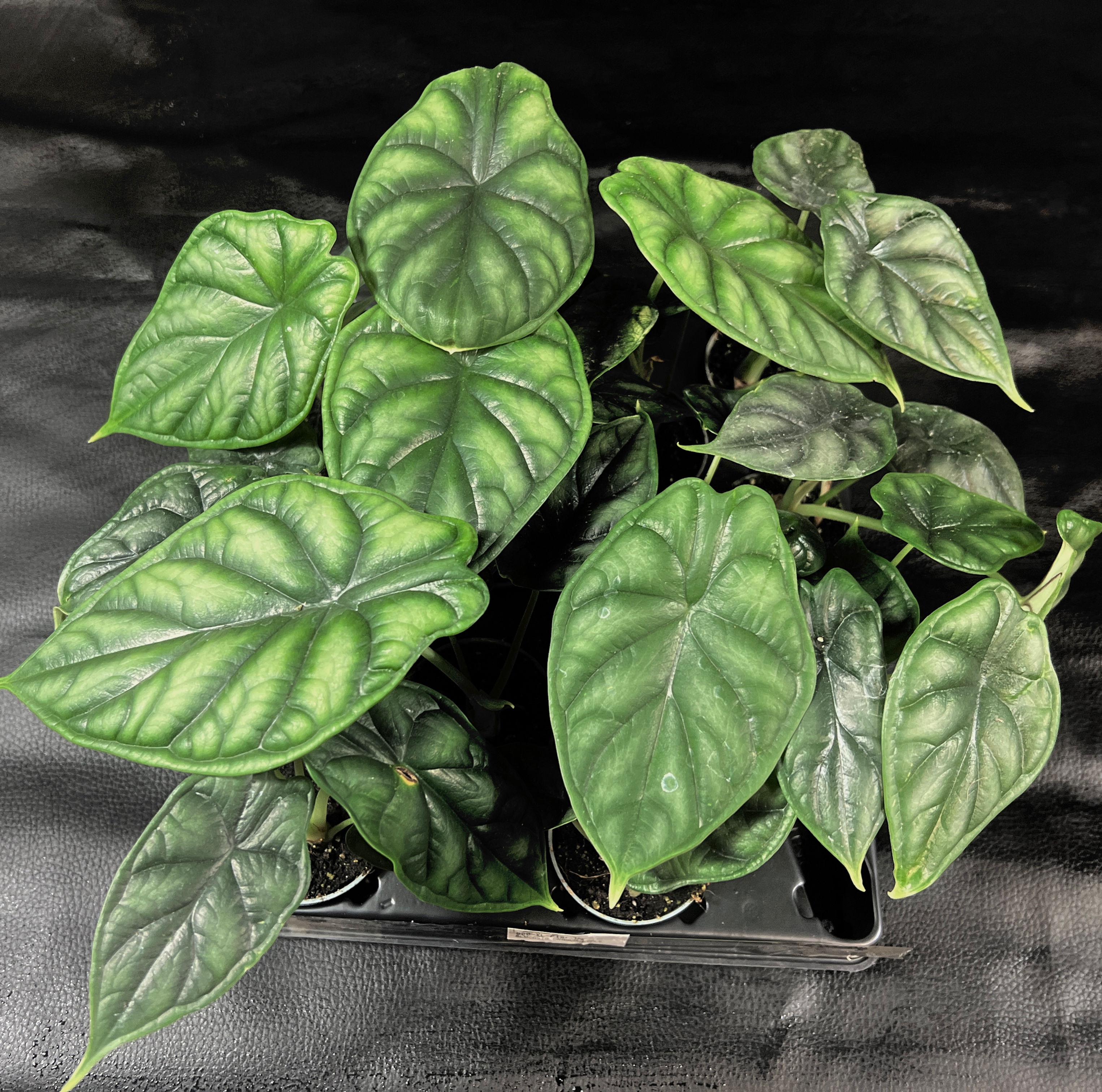 ALOCASIA DRAGON SCALE BABY