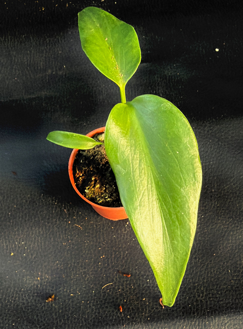 Miniaturbild: MONSTERA BURLE MARX FLAME BABY