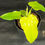 Miniatura: PHILODENDRON GOLDEN VIOLIN