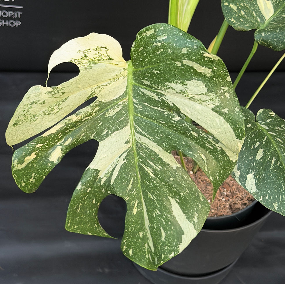 Miniatura: MONSTERA THAI CONSTELLATION GIANT 4