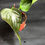 Miniatura: ANTHURIUM QUEEN OF HEARTS BABY