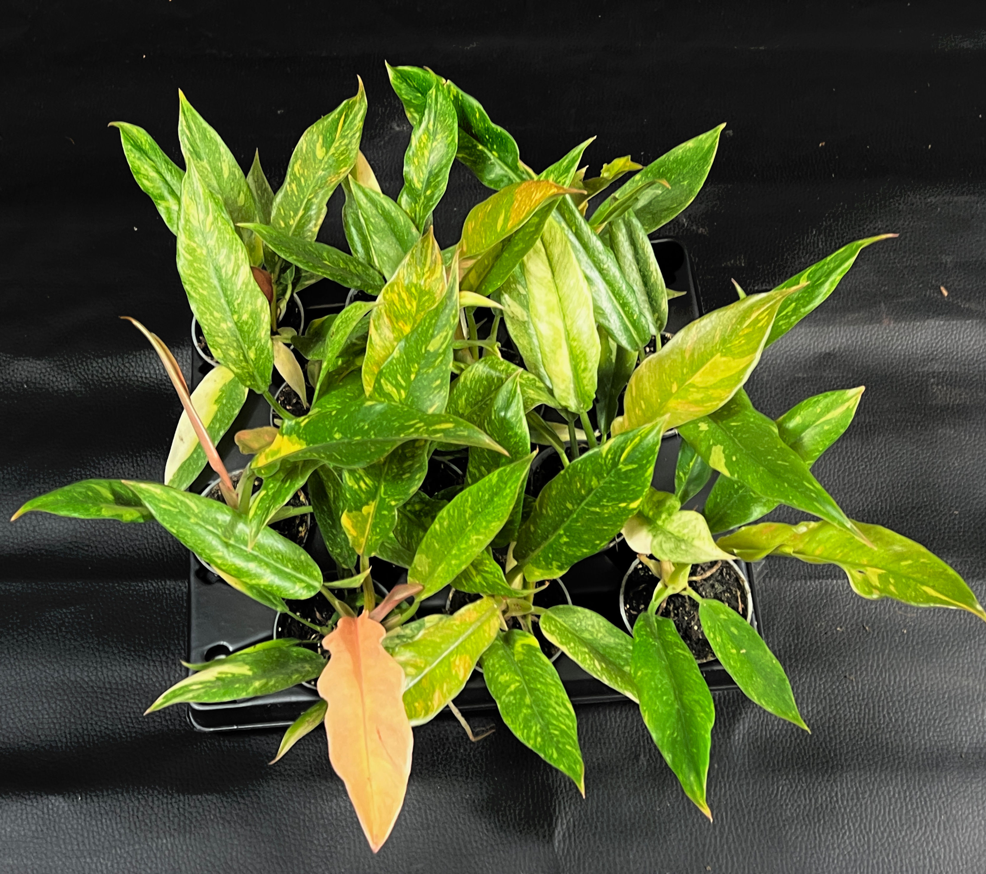 PHILODENDRON RING OF FIRE BABY