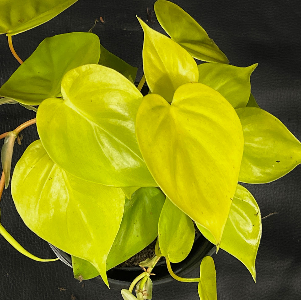Miniatura: PHILODENDRON MICANS LIME