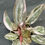 Miniatura: PHILODENDRON PINK MARBLE BABY