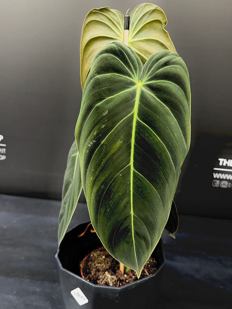 Miniatura: PHILODENDRON MELANOCRYSUM