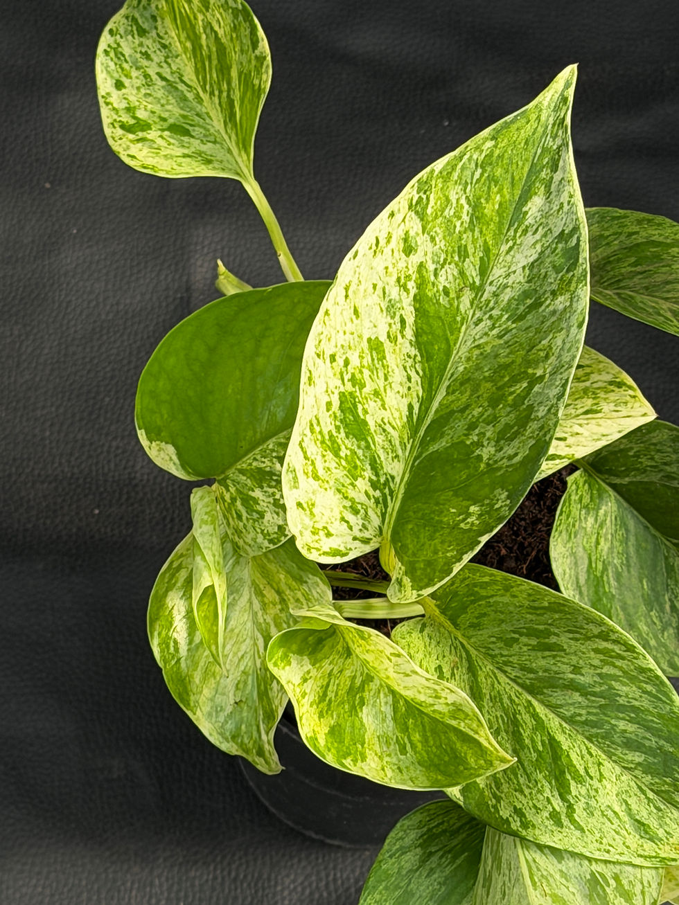 Miniatura: EPIPREMNUM MARBLE QUEEN