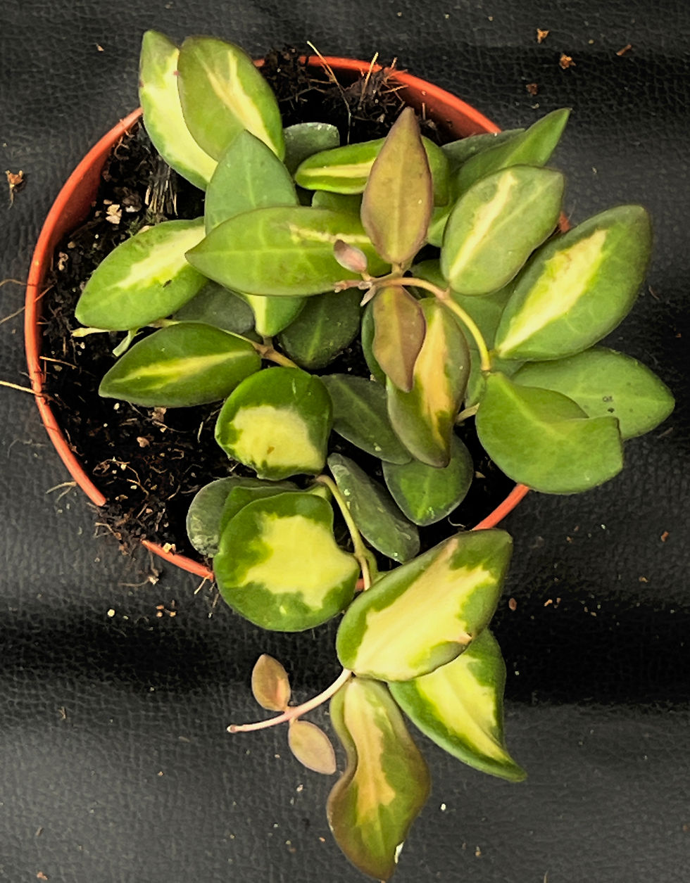 Miniatura: HOYA DS70